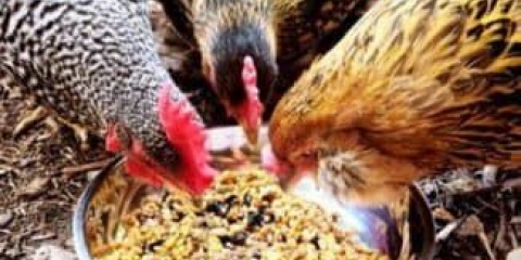 Kako dati krmnu smjesu kokošima nesilicama - da li je moguće kuhati suvo